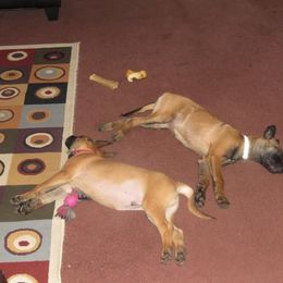 Belgian Malinois Puppies from D&C Kennel