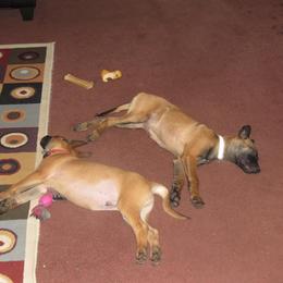 Belgian Malinois Puppies from D&C Kennel