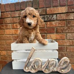 Ginger - Red  female Goldendoodle puppy in Taylorsville, North Carolina from Doggone Dixie Doodles