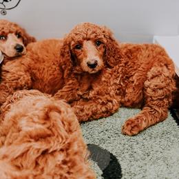 Poodle Puppies from Bridge City Poodles