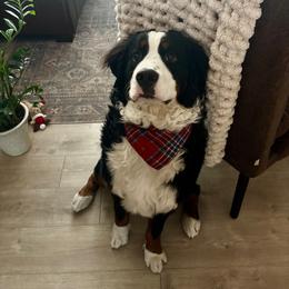 Bernese Mountain Dog puppies from Draper Mountain Doodles