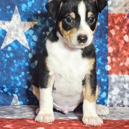Rat Terrier Puppies from Angela Smith