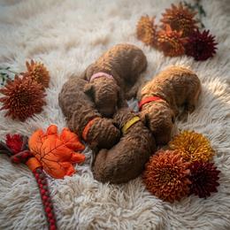 Girl 1 - Red  female Poodle puppy in Mc Henry, Illinois from Sunset Maple Poodles