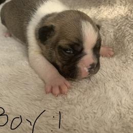 Boston Terrier Puppies from Wendy's Boston Terriers
