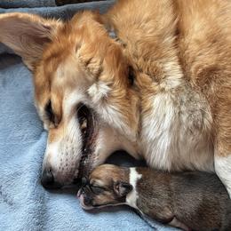 Pembroke Welsh Corgis from Lola’s Corgis