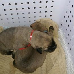 Mastiff and Neapolitan Mastiff Puppies from Sims English Mastiffs