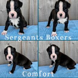 Comfort - Brindle male Boxer puppy in Madisonville, Texas from Sergeant's Boxers