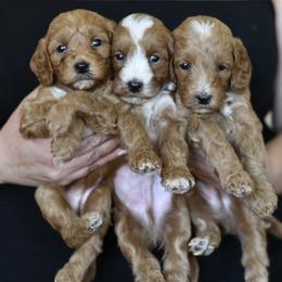 Goldendoodle puppies from GoldenDoodle Love