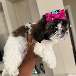 Girl 1 - Sable and white female Shih Tzu puppy in Seguin, Texas from Dolled Up Shih Tzus