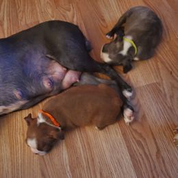 Boston Terrier Puppies from The Christian Bostons