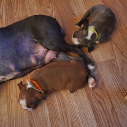 Boston Terrier Puppies from The Christian Bostons
