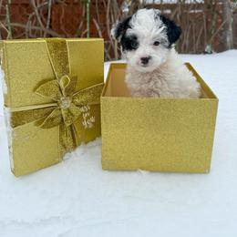 Frost - Parti male Yorkipoo puppy in Clifton, New Jersey from Kdash_yorkies