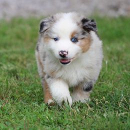 Matilda - Blue merle female Australian Shepherd puppy in Pikeville, Tennessee from Skillern Creek's Australian Shepherds