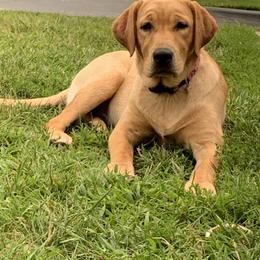 Lave - Labrador Retriever