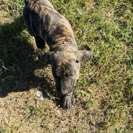 Brindle boy 2 - Brindle male Great Dane puppy in Devine, Texas from Texas Devine Danes & Aussies