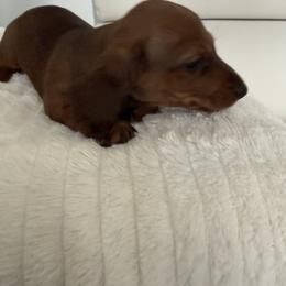 Girl 1 - Red female Dachshund puppy in Spokane, Washington from Dearhaven Doxie