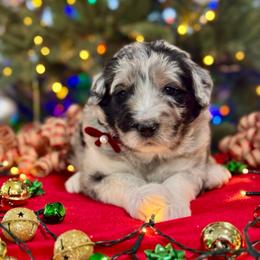 Jasper - Blue merle male Sheepadoodle puppy in Tahlequah, Oklahoma from Mulberry Ridge Doodles