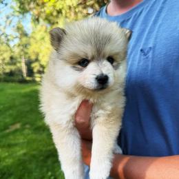 Sally - Wolf sable female Pomsky puppy in Grass Valley, California from Karalot Pomskies
