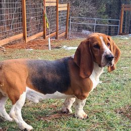 Jake - Basset Hound