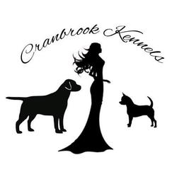 Chihuahua and Labrador Retriever Puppies from Cranbrook Kennels
