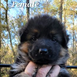 Berger Blanc Suisse and German Shepherd Puppies from Vom Hundhaus Shepherds