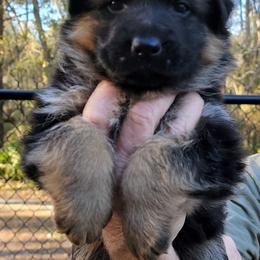 Berger Blanc Suisse and German Shepherd Puppies from Vom Hundhaus Shepherds