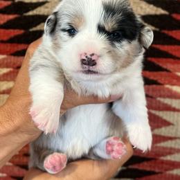 Grumpy - Blue merle and white female American Corgi puppy in Tome, New Mexico from Blue Diamond Welsh corgis