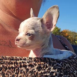 Trinket - Merle female Chihuahua puppy in Amity, Pennsylvania from Baxters Chihuahuas