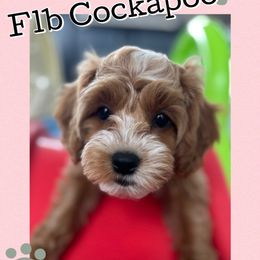 Miss Pink - Red and white female Cockapoo puppy in Tampa, Florida from Mary Puppins