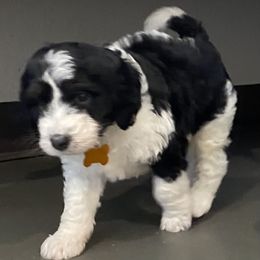 Bernedoodle Puppies from Gaston’s Posh Poodles and Doodles
