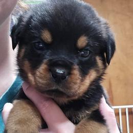 Duke - Black and mahogany male Rottweiler puppy in Tangent, Oregon from Raya's Royals