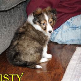 Misty - Mahogany Sable-White Girl - Sable and white female Shetland Sheepdog puppy in Frazeysburg, Ohio from Mountain High Kennels