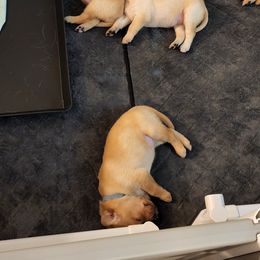 Labrador Retriever Puppies from Melissa's Labradors