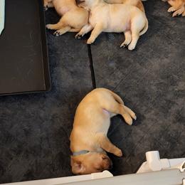 Labrador Retriever Puppies from Melissa's Labradors