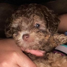 Goldendoodles and Poodles from The Puppy Patch