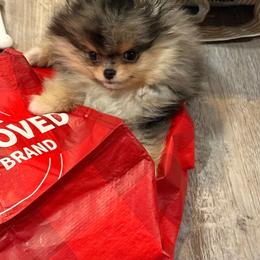 Pomeranian puppies from Bella Luna Pomeranians