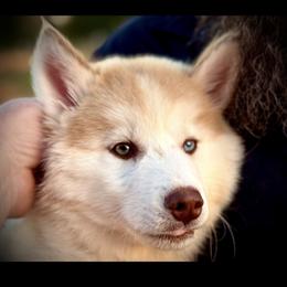 Pomsky and Siberian Husky Puppies from A-Dream Pomsky Kennel