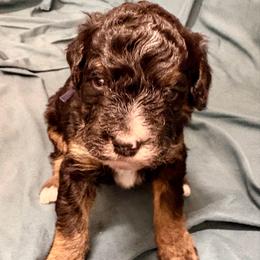 Black collar boy - Tri-color male Bernedoodle puppy in Lake, Michigan from 3 King Doodles & Poodles