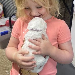 Taffy - White female Bichon Frise puppy in Cave City, Kentucky from Loretta's Pups