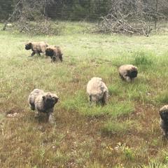 Bouvier des Flandres Puppies from Seasons of Joy Farm and Ranch