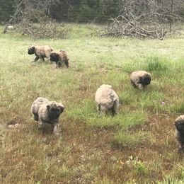 Bouvier des Flandres Puppies from Seasons of Joy Farm and Ranch