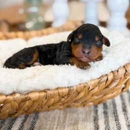 Buffalo - Phantom male Bernedoodle puppy in Pittsburgh, Pennsylvania from WestPenn Doodles LLC