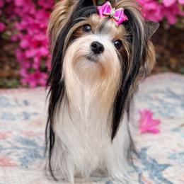 Moravia - Biewer Terrier