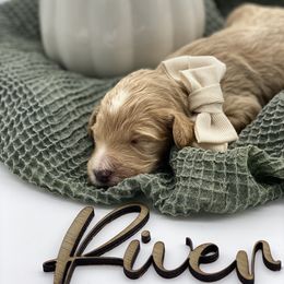 Boy 2 - Apricot Goldendoodle puppy in Blanchard, Oklahoma from I Dream of Doodles