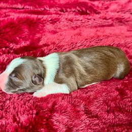 Ember - White and red female Border Collie puppy in Hartsville, South Carolina from Wiggles 4 Life