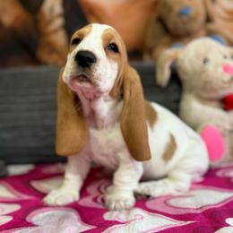 Cookie - Red and white female Basset Hound puppy in Pilot Mtn, North Carolina from Lowdown Love Basset Hounds