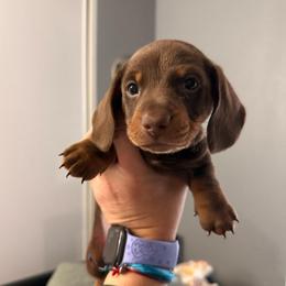 Kenai - Chocolate and tan male Dachshund puppy in Victorville, California from Wirz’s Weens