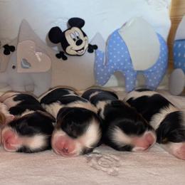 Cavalier King Charles Spaniel Puppies from Snowtrain Cavaliers