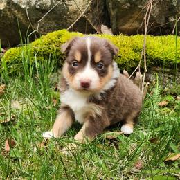 Polly - Red tri female Miniature Australian Shepherd puppy in Sandown, New Hampshire from Ashby Lou Aussies