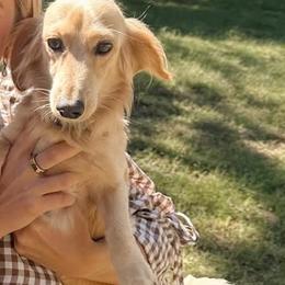 Dachshund All Grown Up from Dixies Dachshunds